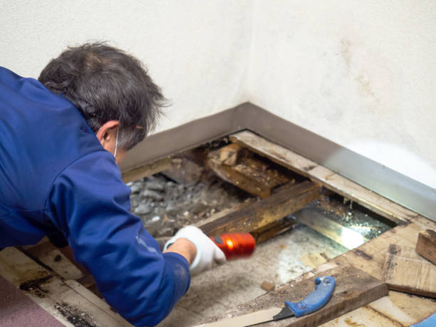 Best Mold Testing and Inspection Services in Plummer, ID