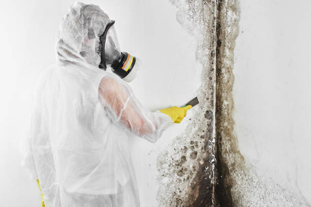 Best Emergency Mold Remediation in Plummer, ID