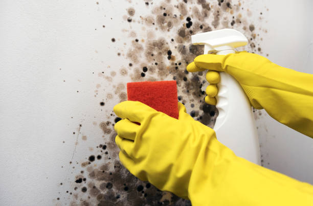 Best Industrial Mold Remediation in Plummer, ID