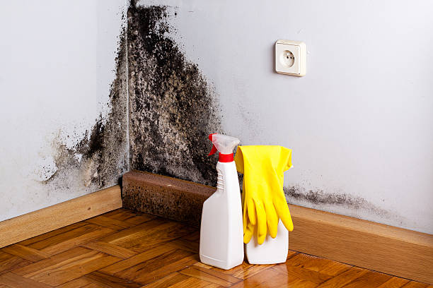 Best Preventive Mold Services in Plummer, ID